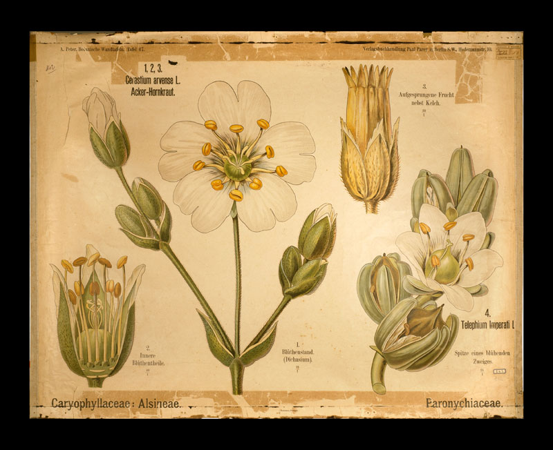 Tafel 47 Caryophillaceae-Alsinae-Paronychiaceae